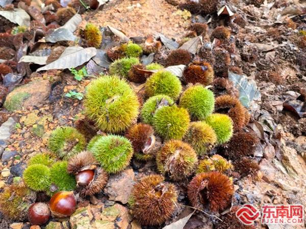 ！建瓯水源锥栗变致富“金疙瘩”MG不朽情