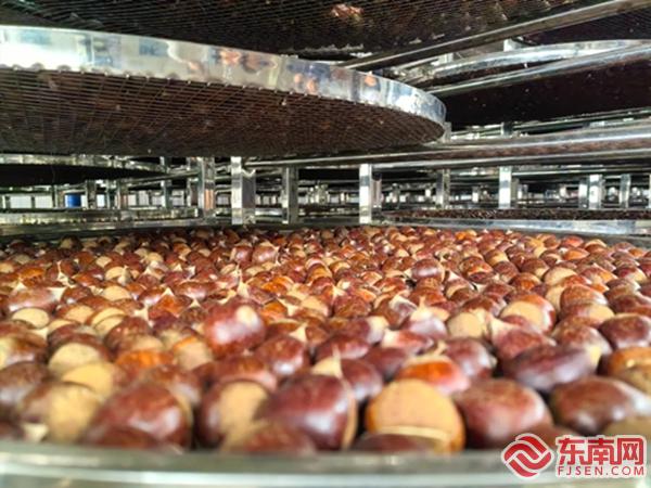 ！建瓯水源锥栗变致富“金疙瘩”MG不朽情缘正版年产值15亿元(图2)